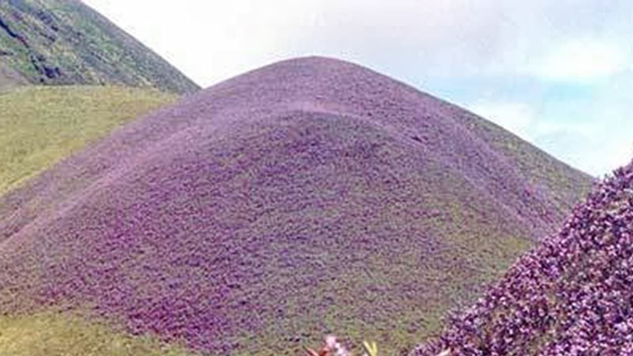കുറിഞ്ഞിയുടെ നാട്ടില് നിന്നും സഞ്ചാരികള്ക്കായി ഒരു സന്തോഷ വാര്ത്ത കുറിഞ്ഞിയുടെ നാട്ടില് നിന്നും സഞ്ചാരികള്ക്കായി ഒരു സന്തോഷ വാര്ത്ത
