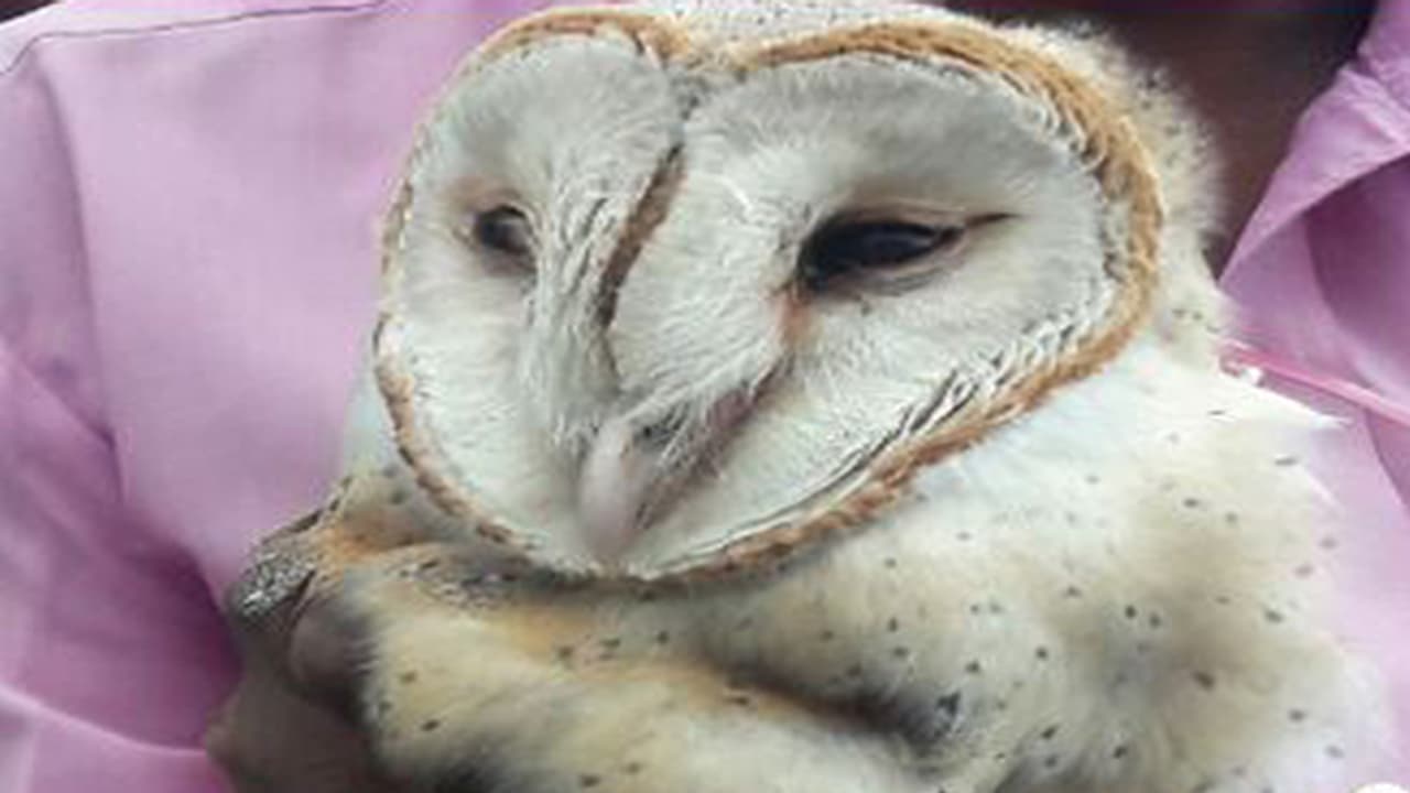 ಅಪರೂಪದ ಬಿಳಿ ಗೂಬೆ ಚಿಕ್ಕಮಗಳೂರಿನಲ್ಲಿ ಪತ್ತೆ