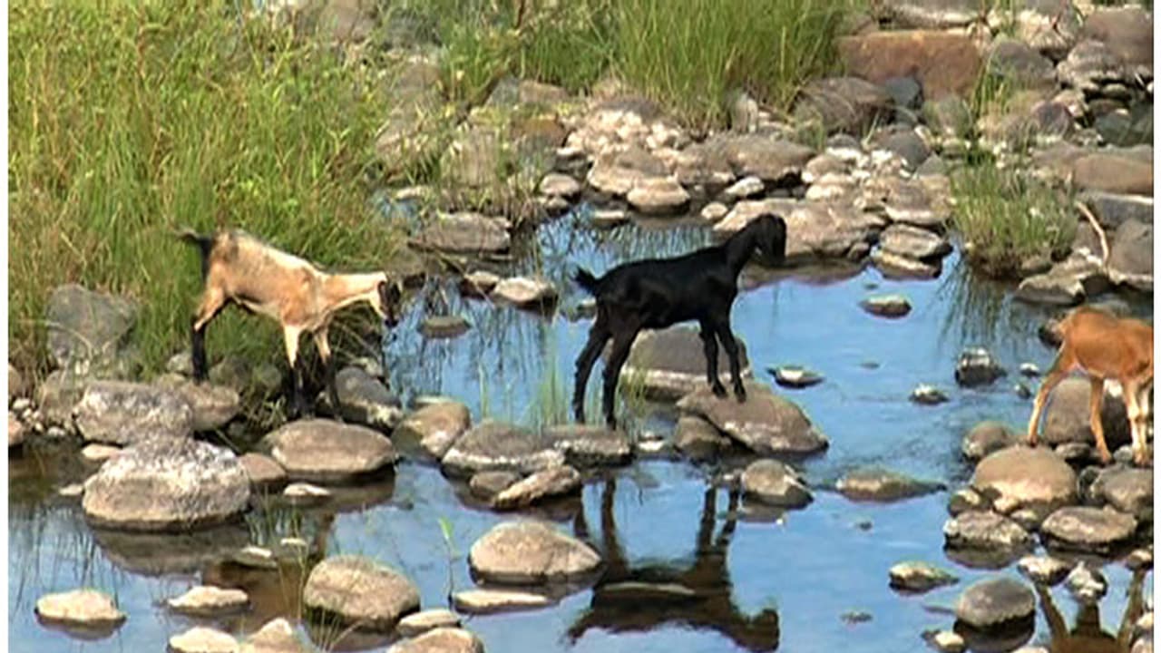 Tribal land in Kerala stares at massive drought Tribal land in Kerala stares at massive drought