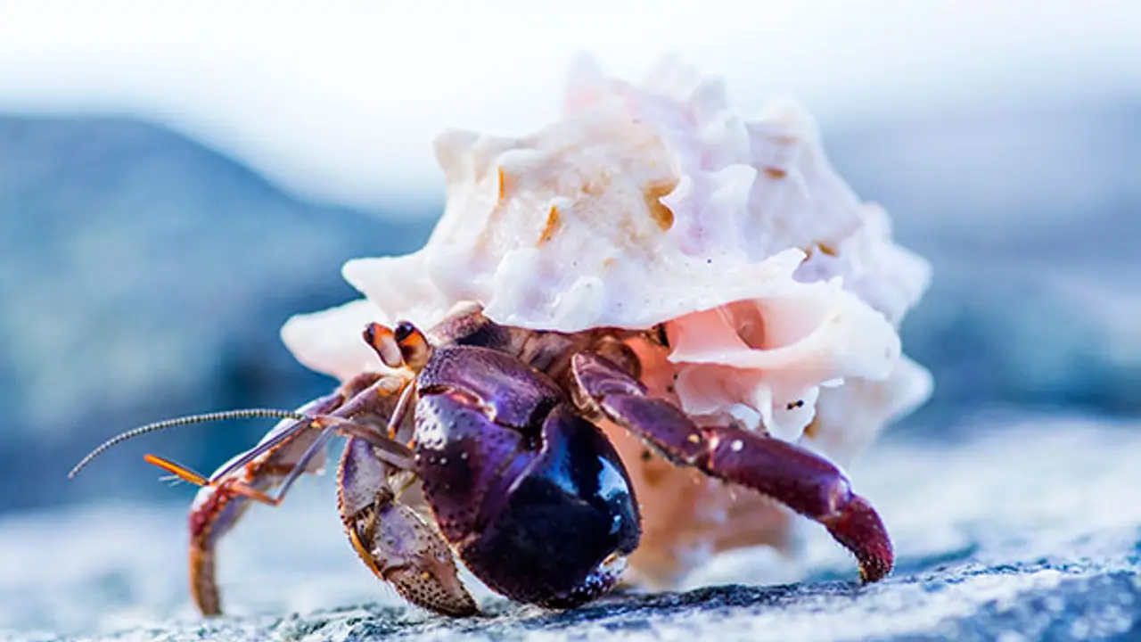 Hermit crabs seek real estate advice, well almost Hermit crabs seek real estate advice, well almost