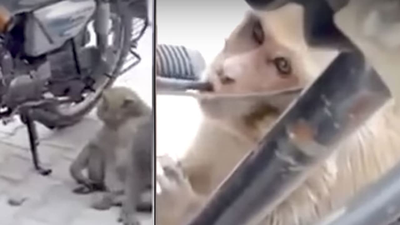 നാട്ടുകാരെ അമ്പരപ്പിച്ച് പെട്രോള് മോഷണം ഹോബിയാക്കിയ കള്ളന് നാട്ടുകാരെ അമ്പരപ്പിച്ച് പെട്രോള് മോഷണം ഹോബിയാക്കിയ കള്ളന്