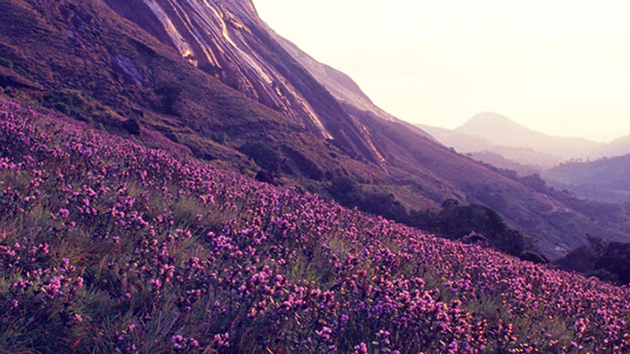 നീലക്കുറുഞ്ഞി പൂക്കണമെങ്കില് ഇനി കാലാവസ്ഥ കനിയണം നീലക്കുറുഞ്ഞി പൂക്കണമെങ്കില് ഇനി കാലാവസ്ഥ കനിയണം