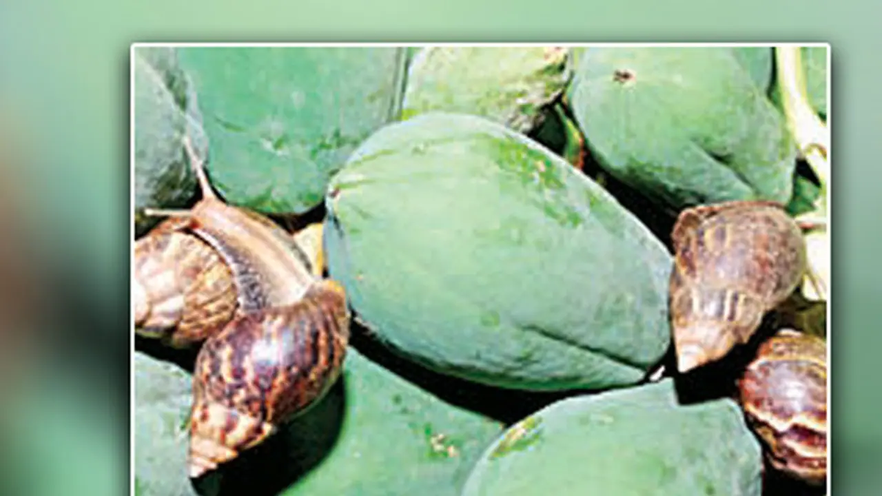 ಅಡಿಕೆ ತೋಟದ ರೈತರಿಗೆ ತಲೆ ನೋವಾದ ಬಸವನ ಹುಳುವಿನ ಕಾಟ ಅಡಿಕೆ ತೋಟದ ರೈತರಿಗೆ ತಲೆ ನೋವಾದ ಬಸವನ ಹುಳುವಿನ ಕಾಟ