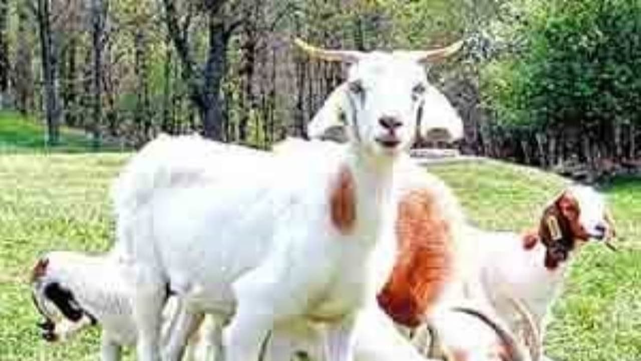 வெள்ளாட்டுக்கு ஏற்ற மாதிரி கொட்டகைகளை எப்படியெல்லாம் அமைக்கணும்? வெள்ளாட்டுக்கு ஏற்ற மாதிரி கொட்டகைகளை எப்படியெல்லாம் அமைக்கணும்?