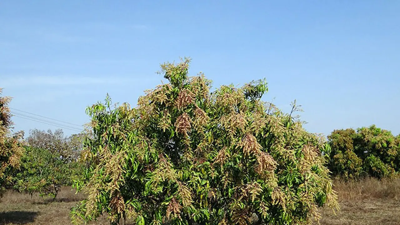 As temperature soars, mango yield suffers in Karnataka As temperature soars, mango yield suffers in Karnataka