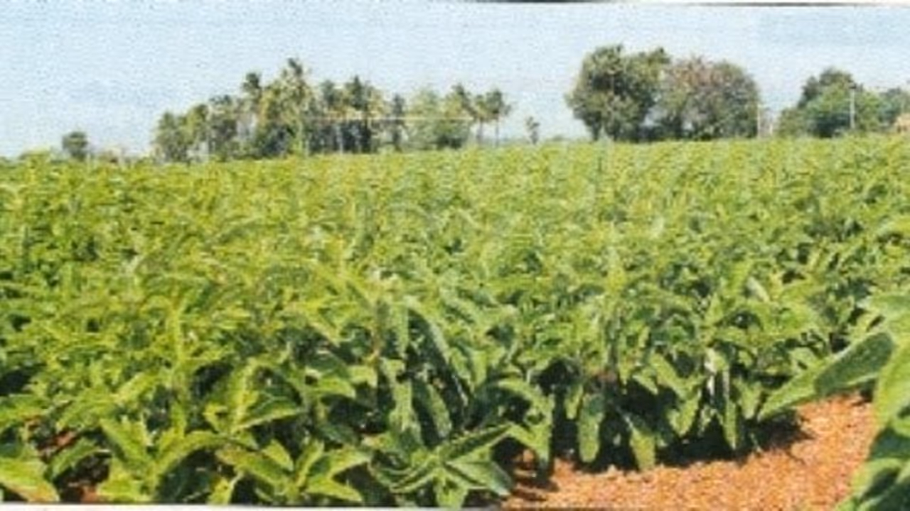 காய்கறிப் பயிர்களில் சத்து பற்றாக்குறை ஏற்படுத்தும் பாதிப்புகள்… காய்கறிப் பயிர்களில் சத்து பற்றாக்குறை ஏற்படுத்தும் பாதிப்புகள்…