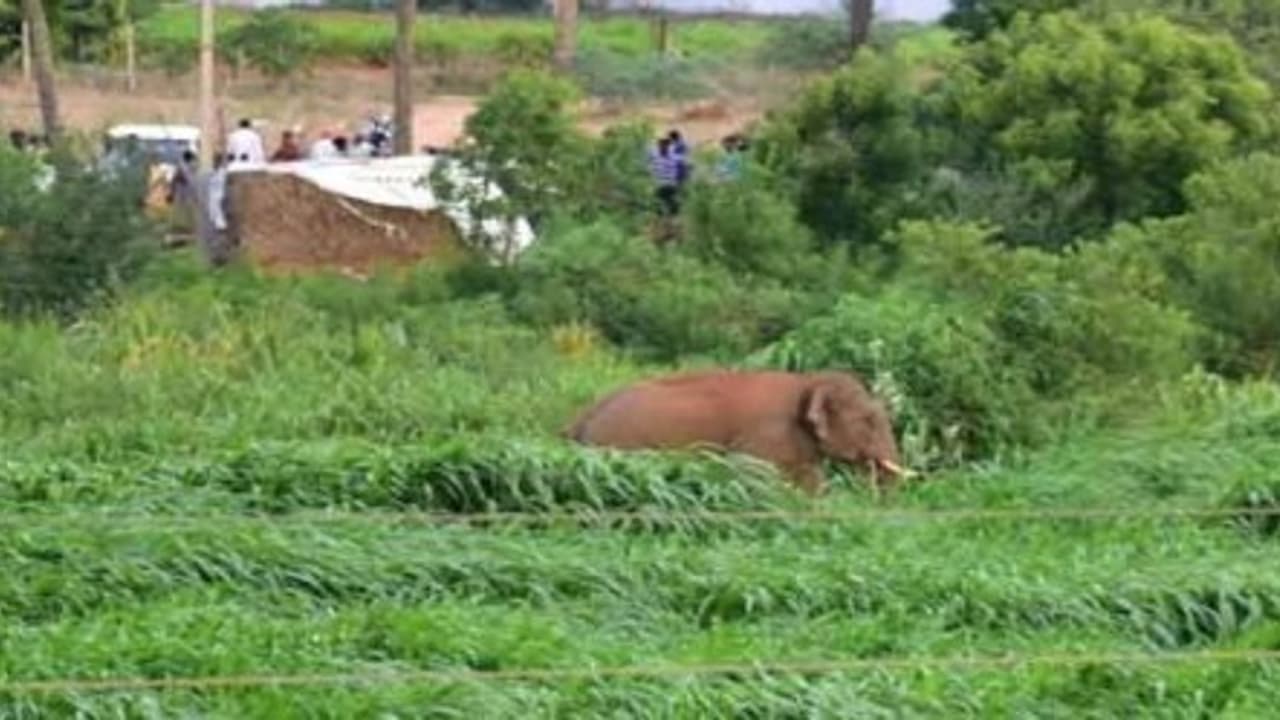 4 பேரை கொன்ற காட்டு யானை பிடிபட்டது மயக்க ஊசி போட்டு வனத்துறை நடவடிக்கை 4 பேரை கொன்ற காட்டு யானை பிடிபட்டது மயக்க ஊசி போட்டு வனத்துறை நடவடிக்கை