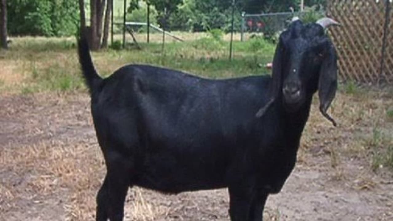 கருமை நிறத்தில் இருப்பதால்தான் இந்த இன ஆட்டிற்கு வங்காள கருப்புனு பெயர்… கருமை நிறத்தில் இருப்பதால்தான் இந்த இன ஆட்டிற்கு வங்காள கருப்புனு பெயர்…