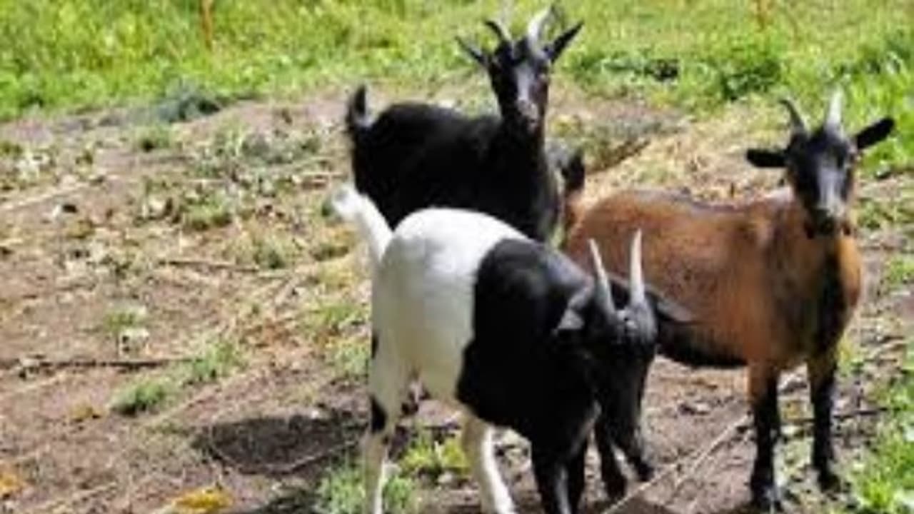 ஆடுகளை தாக்கும் இந்த நோயை தடுக்க இதோ வழிமுறைகள்... ஆடுகளை தாக்கும் இந்த நோயை தடுக்க இதோ வழிமுறைகள்...