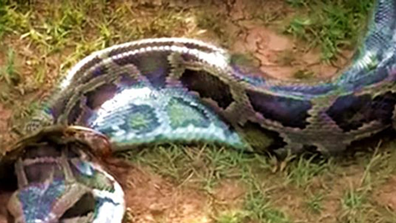 ಅಬ್ಬಾ...! 15 ಅಡಿಯ ಹೆಬ್ಬಾವು ಕುರಿ ನುಂಗಿತ್ತಾ...! ಅಬ್ಬಾ...! 15 ಅಡಿಯ ಹೆಬ್ಬಾವು ಕುರಿ ನುಂಗಿತ್ತಾ...!