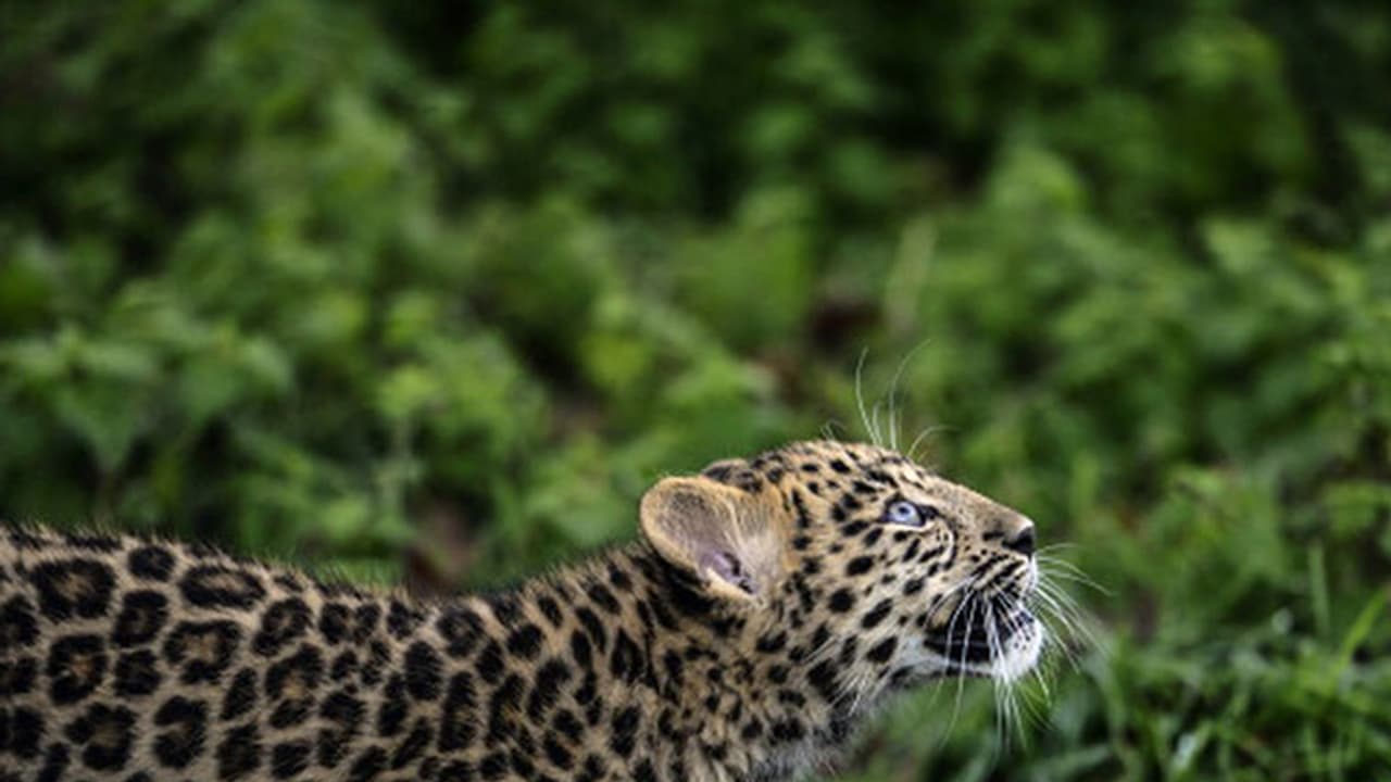 Almost Extinct: 5 critically endangered species Almost Extinct: 5 critically endangered species