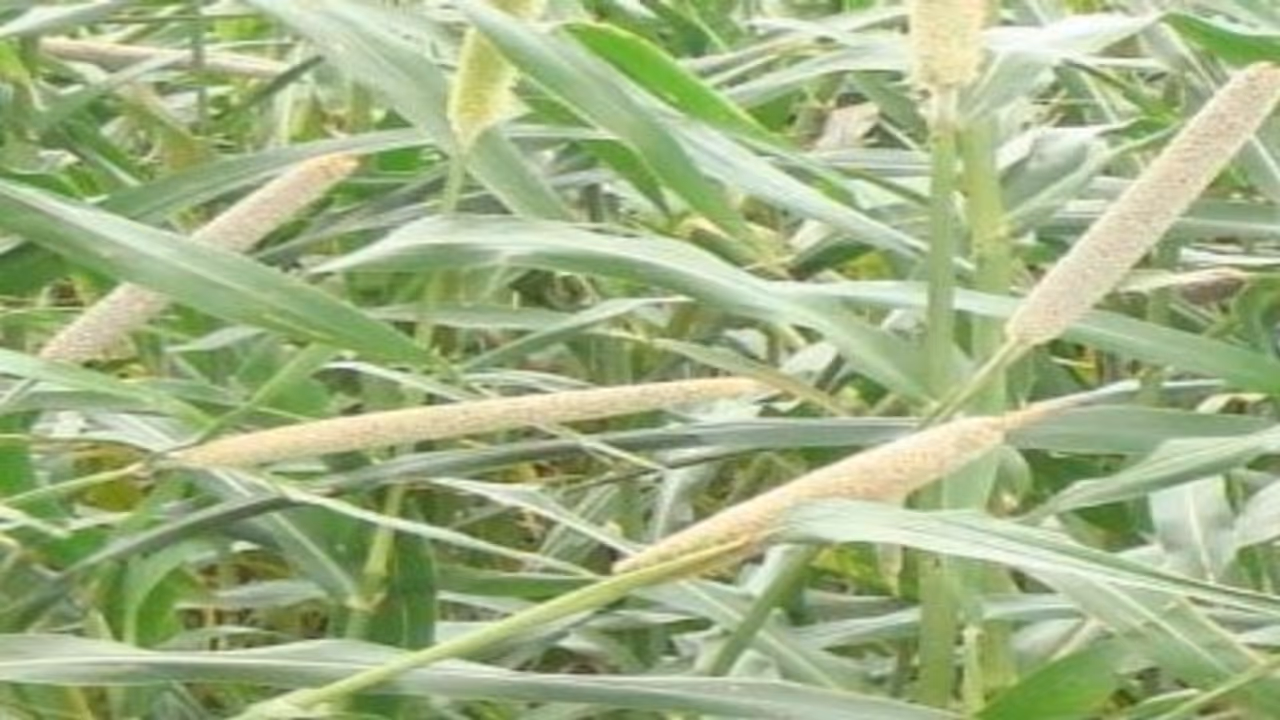 கம்பு சாகுபடி; வளரியல்பு முதல் சாகுபடிக்கு ஏற்ற இரகங்கள் வரை ஒரு அலசல்… கம்பு சாகுபடி; வளரியல்பு முதல் சாகுபடிக்கு ஏற்ற இரகங்கள் வரை ஒரு அலசல்…