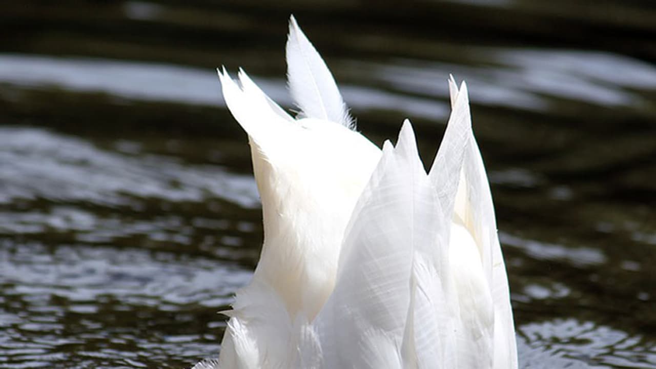 3,500 ducks die in TN, test rules out disease outbreak 3,500 ducks die in TN, test rules out disease outbreak