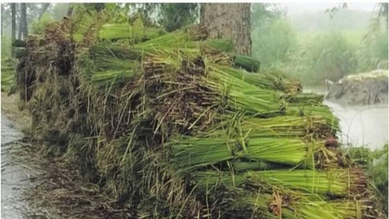 கோரை களையில் கூட அதிக வருமானம் பெறலாம். எப்படி? கோரை களையில் கூட அதிக வருமானம் பெறலாம். எப்படி?