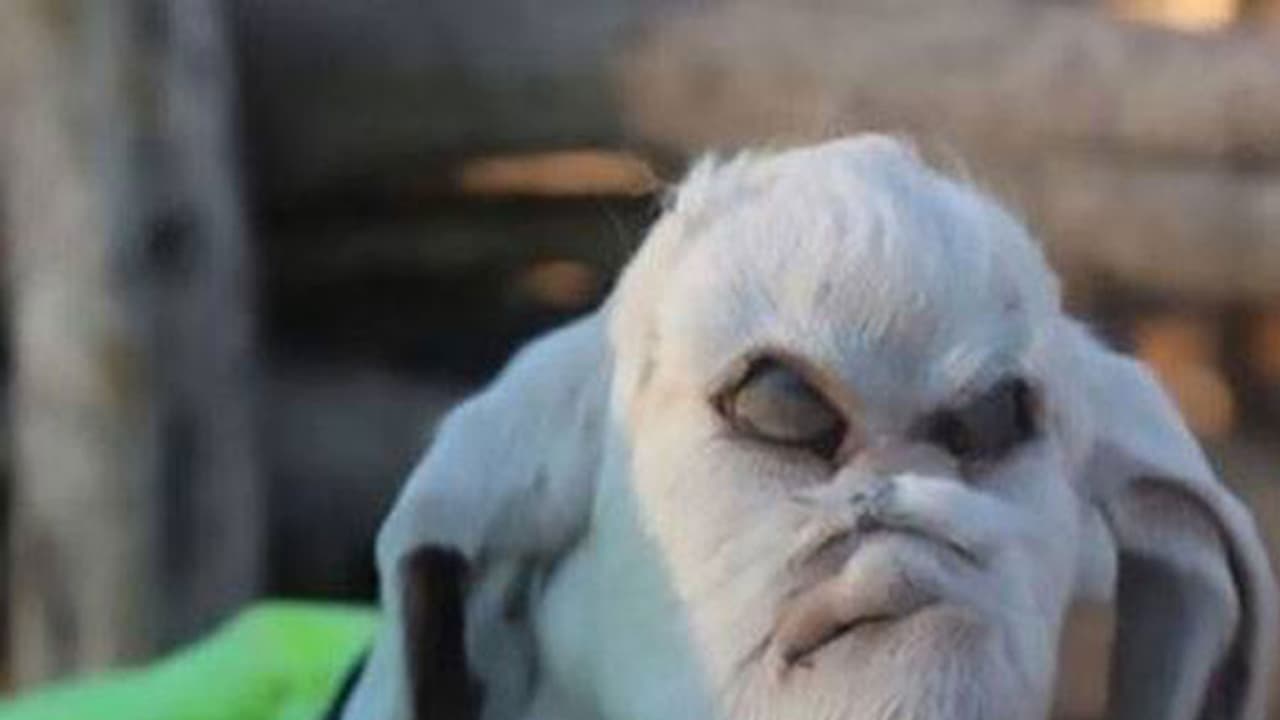 ഈ ആട് കാണാന് മാത്രമാണ് ഭീകരജീവി..! ഈ ആട് കാണാന് മാത്രമാണ് ഭീകരജീവി..!