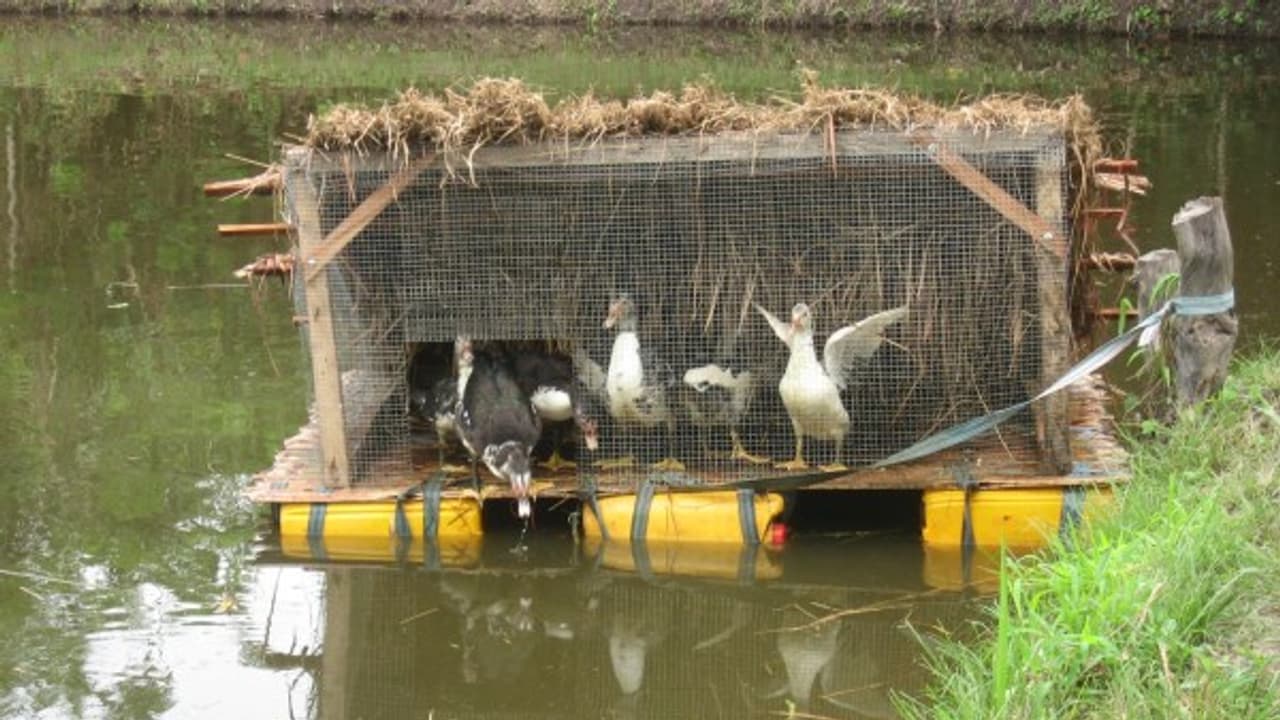 ஒருங்கிணைந்த பண்ணையில் வாத்து மீன் வளர்ப்பு முறை கூட இருக்கு... ஒருங்கிணைந்த பண்ணையில் வாத்து மீன் வளர்ப்பு முறை கூட இருக்கு...