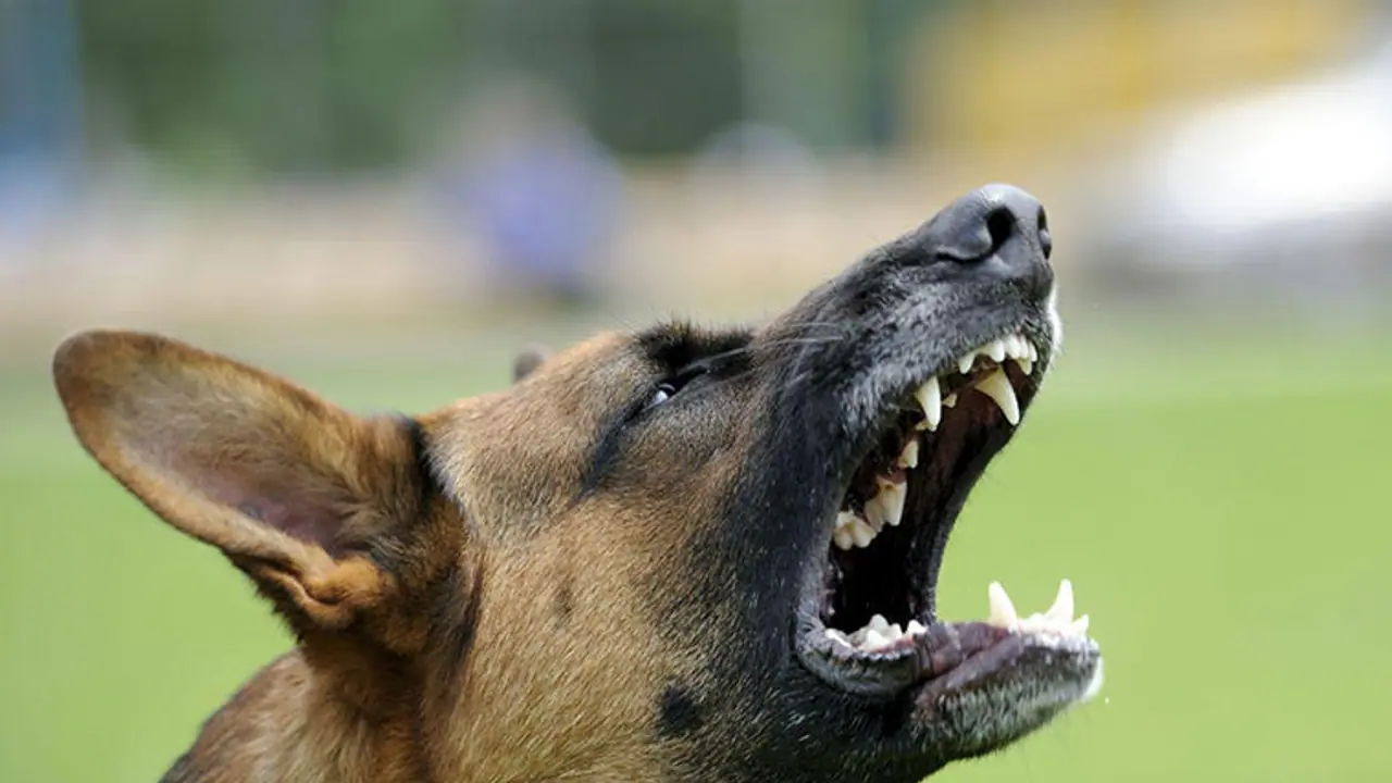 27,000 ಜನರ ಮೇಲೆ ನಾಯಿ ದಾಳಿ, ಪರಿಹಾರ ಸಿಕ್ಕಿದ್ದು ಕೇವಲ 9 ಮಂದಿಗೆ! 27,000 ಜನರ ಮೇಲೆ ನಾಯಿ ದಾಳಿ, ಪರಿಹಾರ ಸಿಕ್ಕಿದ್ದು ಕೇವಲ 9 ಮಂದಿಗೆ!