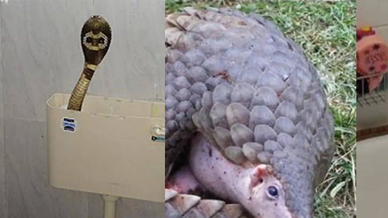 Bengaluru property owners: Prepare for reptile guests!