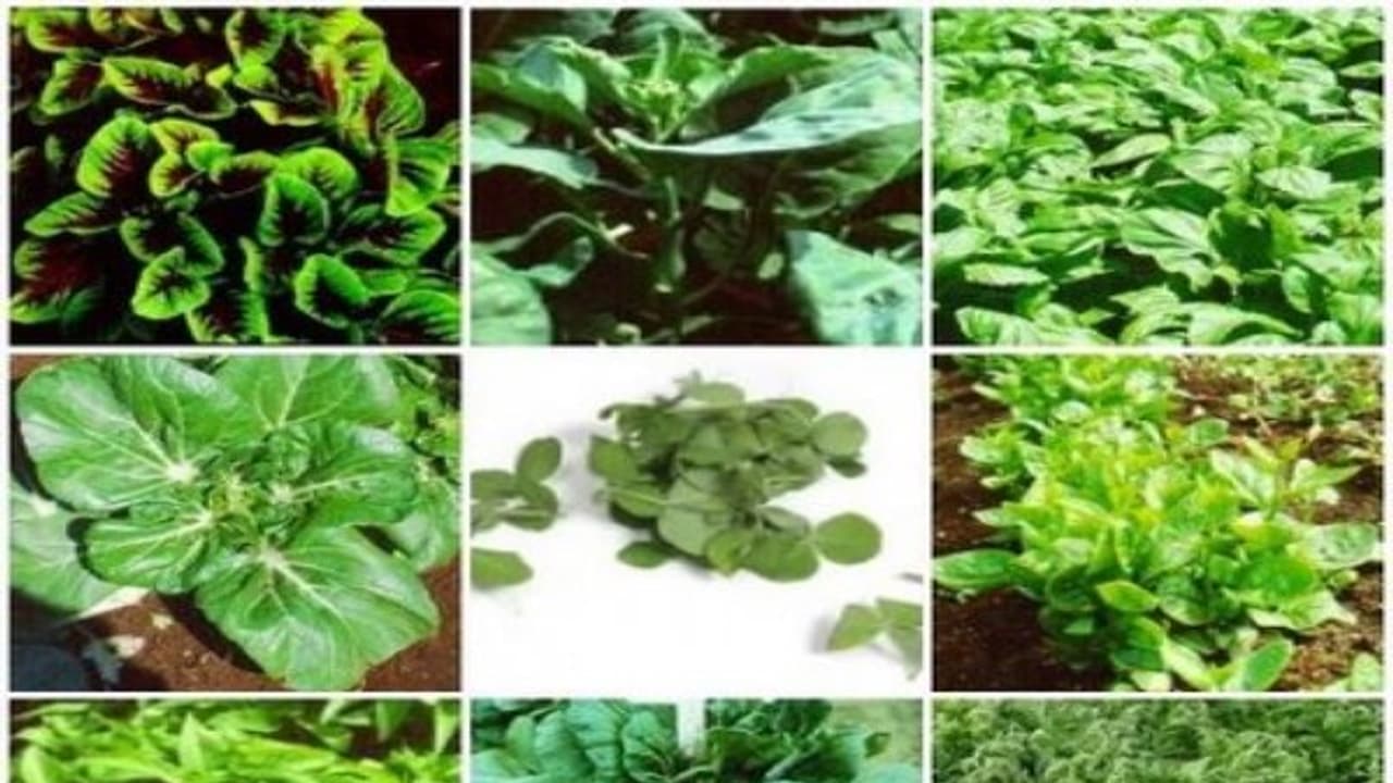 குழந்தைகள் ஆரோக்கியமாக வளர உணவில் தினமும் ஒரு கீரை சேர்ப்பது அவசியம்…