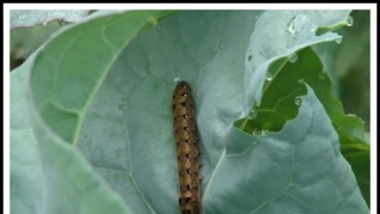 பூச்சி தாக்குதலை தடுக்க இந்த மேலாண்மை முறைகளை கையாண்டலே போதும்... பூச்சி தாக்குதலை தடுக்க இந்த மேலாண்மை முறைகளை கையாண்டலே போதும்...