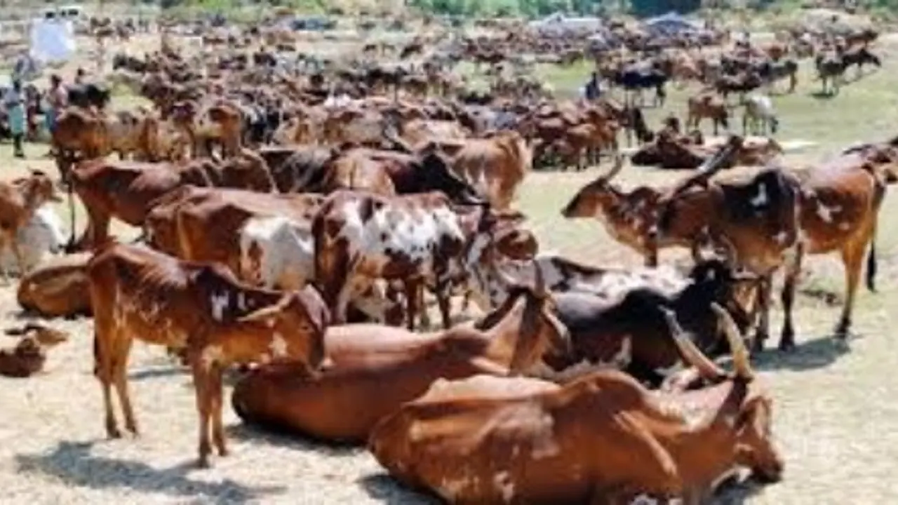 மழைக்காலங்களைல் கால்நடைகளை எப்படி பராமரிக்கணும். ஒரு அலசல்… மழைக்காலங்களைல் கால்நடைகளை எப்படி பராமரிக்கணும். ஒரு அலசல்…