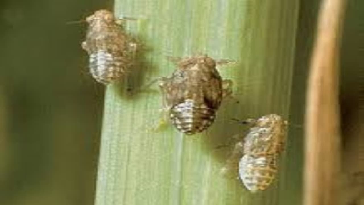 உயிரி முறையில் பூச்சி மற்றும் நோய்த் தாக்குதலைக் கட்டுப்படுத்துவது எப்படி? உயிரி முறையில் பூச்சி மற்றும் நோய்த் தாக்குதலைக் கட்டுப்படுத்துவது எப்படி?