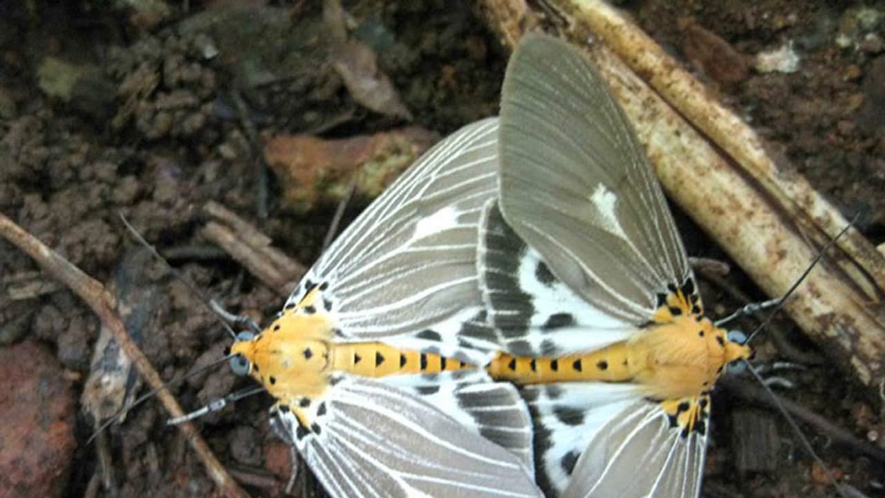 Beware! Tiger moths can spread diseases Beware! Tiger moths can spread diseases