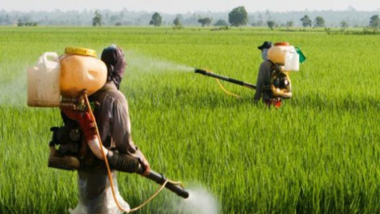 பூச்சி கொல்லியை நிலத்திற்கு எப்படி தெளிக்கணும்னு இதை வாசிங்க தெரியும்.. பூச்சி கொல்லியை நிலத்திற்கு எப்படி தெளிக்கணும்னு இதை வாசிங்க தெரியும்..