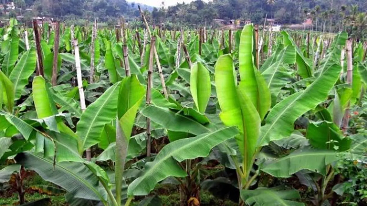 வாழை சாகுபடியில் ஏற்படும் மகசூல் இழப்பை தடுப்பது எப்படி? இதை வாசிங்க தெரியும்... வாழை சாகுபடியில் ஏற்படும் மகசூல் இழப்பை தடுப்பது எப்படி? இதை வாசிங்க தெரியும்...