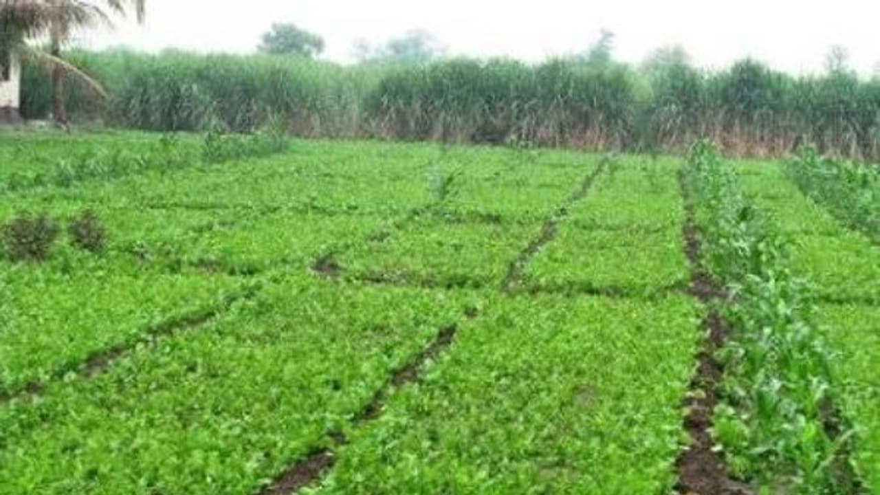 சுழற்சி முறையில் பயிர் சாகுபடி செய்ய இந்த வழிகளை மறக்காமல் பின்பற்றுங்கள்… சுழற்சி முறையில் பயிர் சாகுபடி செய்ய இந்த வழிகளை மறக்காமல் பின்பற்றுங்கள்…