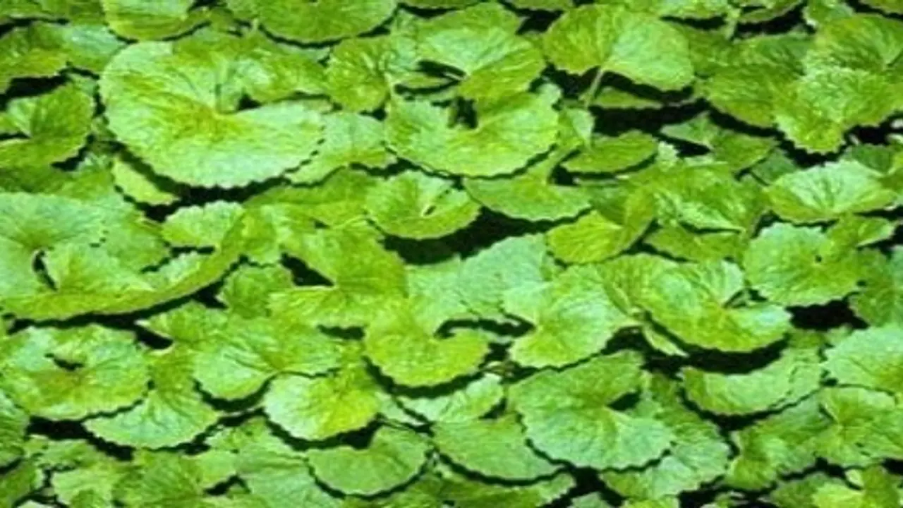 வல்லாரைக் கீரையில் பொதிந்து கிடக்கும் மருத்துவ பயன்கள்… வல்லாரைக் கீரையில் பொதிந்து கிடக்கும் மருத்துவ பயன்கள்…