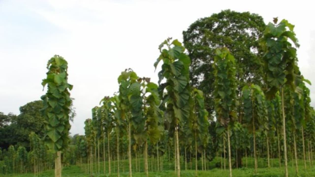 எந்தெந்த மரங்கள் எதுக்கெல்லாம் பயன்படுகிறது? இதை வாசிச்சு தெரிஞ்சுக்குங்க... எந்தெந்த மரங்கள் எதுக்கெல்லாம் பயன்படுகிறது? இதை வாசிச்சு தெரிஞ்சுக்குங்க...