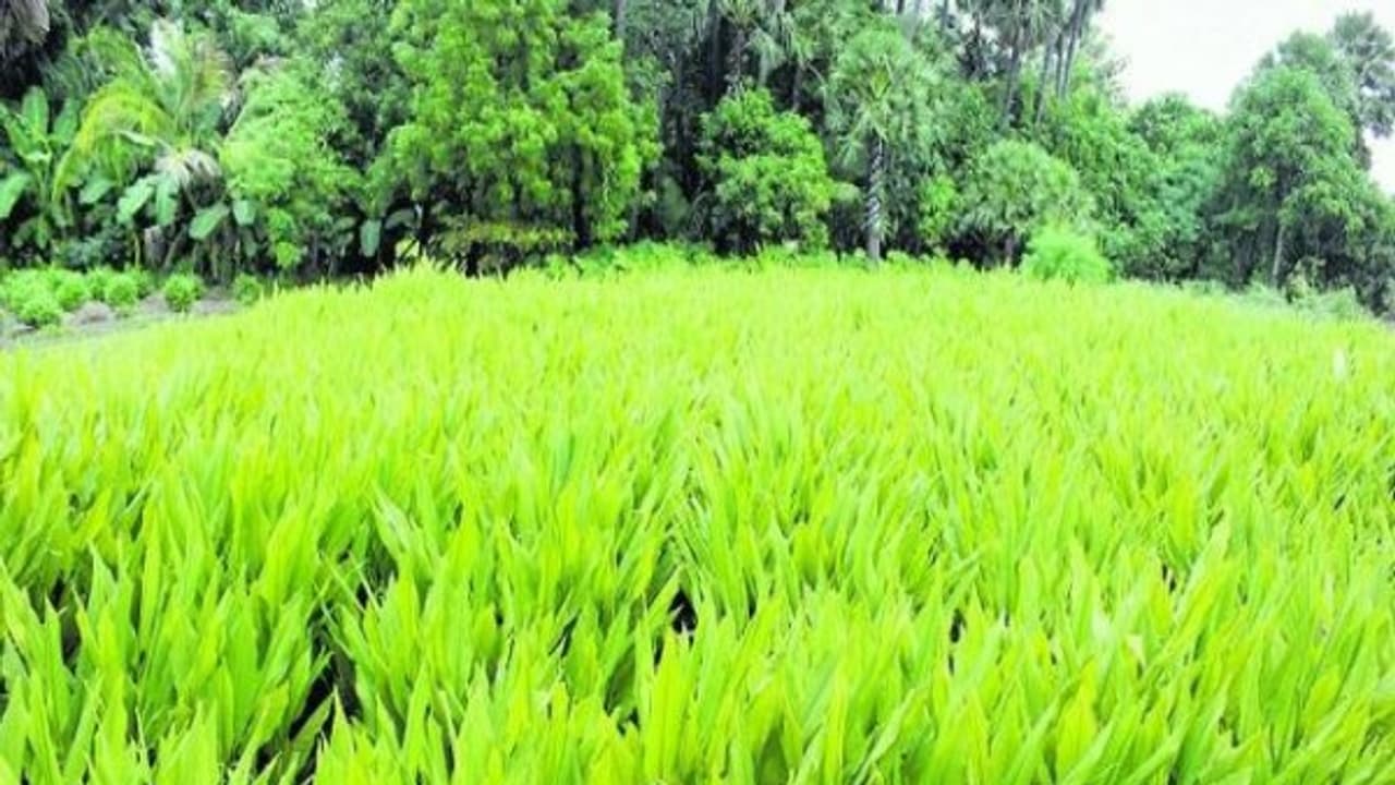 இயற்கை முறையில் மஞ்சள் சாகுபடி செய்யலாமா? விதை தேர்வு முதல் அறுவடை வரை... இயற்கை முறையில் மஞ்சள் சாகுபடி செய்யலாமா? விதை தேர்வு முதல் அறுவடை வரை...