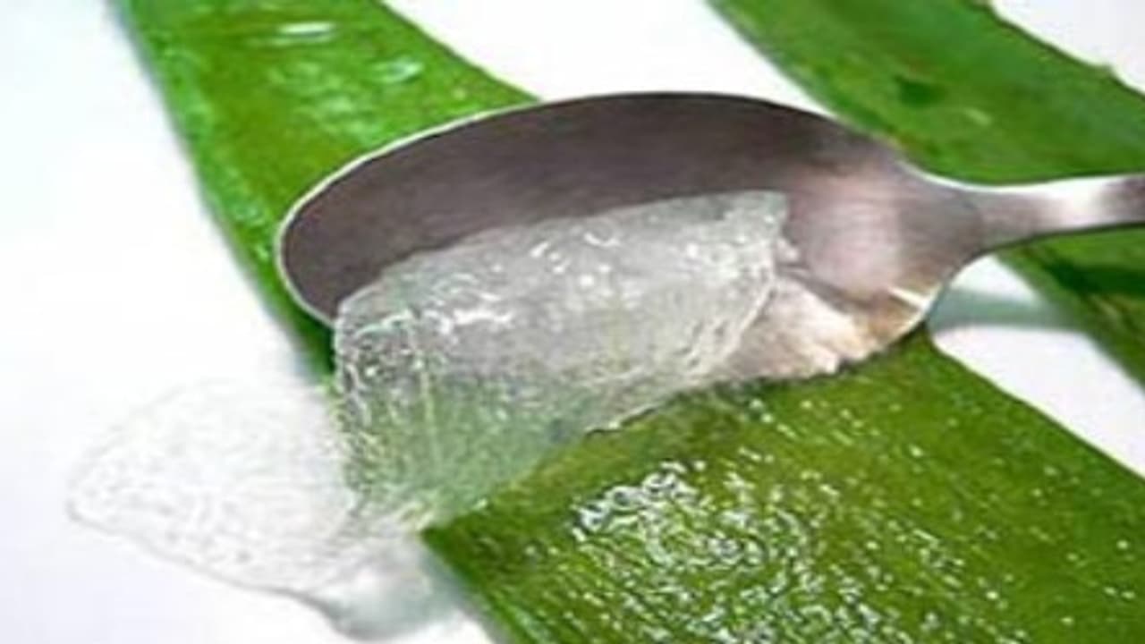 இவ்வளவு மகத்துவங்கள் இருப்பதால்தான் சோற்றுக் கற்றாழை ஒரு அதிசயத் தாவரம்; இவ்வளவு மகத்துவங்கள் இருப்பதால்தான் சோற்றுக் கற்றாழை ஒரு அதிசயத் தாவரம்;