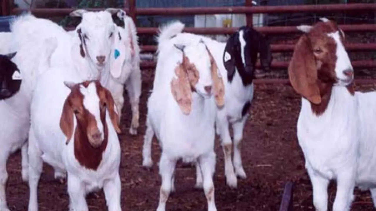 கொட்டில் அமைப்பு முறையில் ஆடுகளை வளர்த்தால் செலவு குறைவு, வரவு அதிகம்... கொட்டில் அமைப்பு முறையில் ஆடுகளை வளர்த்தால் செலவு குறைவு, வரவு அதிகம்...