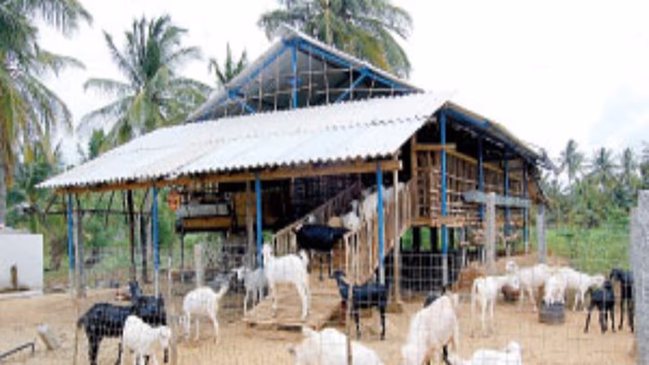 கொட்டில் முறையில் ஆடுகளை வளர்ப்பதால் என்னென்ன நன்மைகள் இருக்கின்றன?c கொட்டில் முறையில் ஆடுகளை வளர்ப்பதால் என்னென்ன நன்மைகள் இருக்கின்றன?c