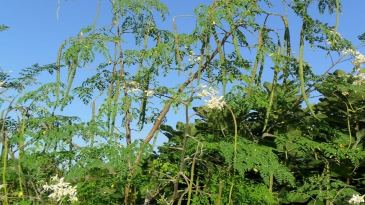 பூச்சி விரட்டிகளை நீங்களே செய்யலாம்; செலவு குறைவு; பயன் அதிகம்… பூச்சி விரட்டிகளை நீங்களே செய்யலாம்; செலவு குறைவு; பயன் அதிகம்…