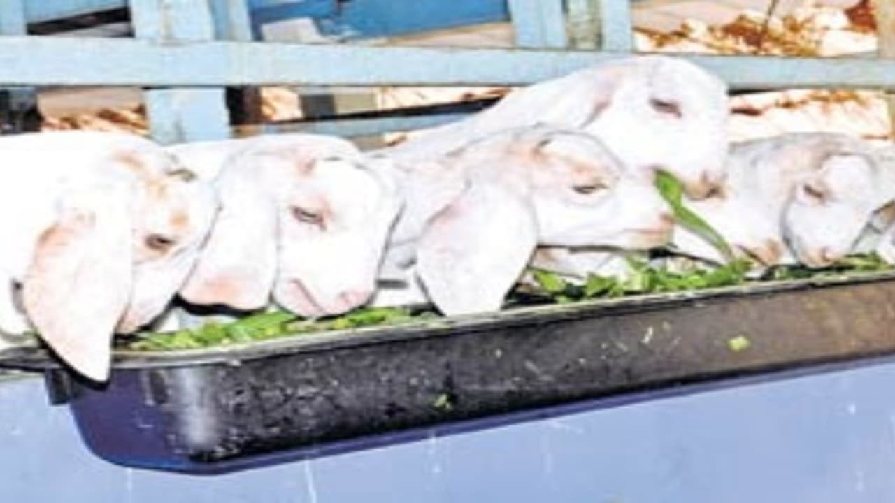 ஆட்டுக் கொட்டகையை அறிவியல் ரீதியாக எப்படி அமைப்பது?... ஆட்டுக் கொட்டகையை அறிவியல் ரீதியாக எப்படி அமைப்பது?...