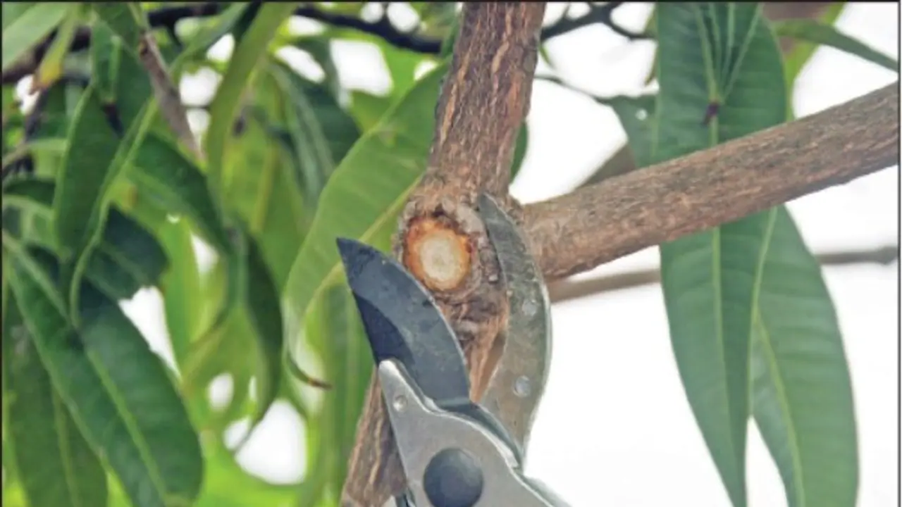 கவாத்து என்றால் என்ன? அதை எப்படி செய்யணும்? முழு தகவலும் உள்ளே... கவாத்து என்றால் என்ன? அதை எப்படி செய்யணும்? முழு தகவலும் உள்ளே...