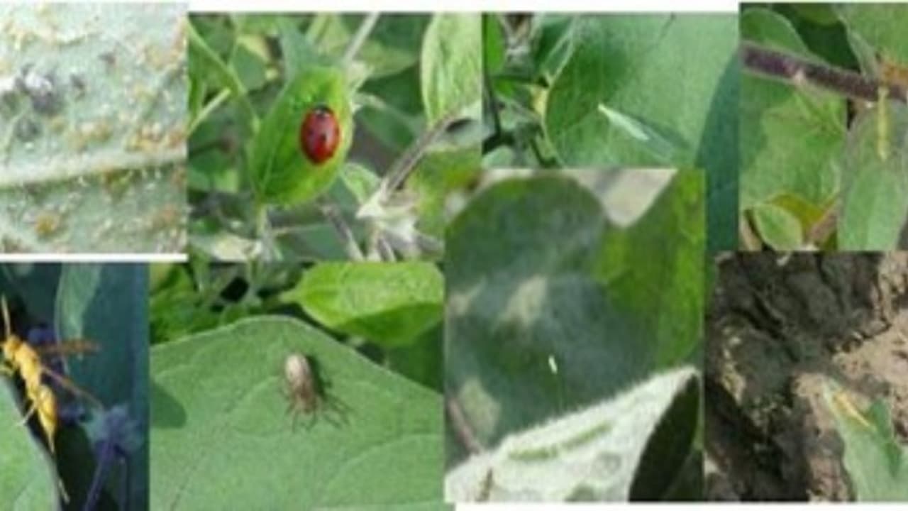 தாவரங்களைத் தாக்கி மகசூலைக் குறைக்கும் பூச்சிக்களை கட்டுபடுத்த பல்வேறு கரைசல்கள்… தாவரங்களைத் தாக்கி மகசூலைக் குறைக்கும் பூச்சிக்களை கட்டுபடுத்த பல்வேறு கரைசல்கள்…