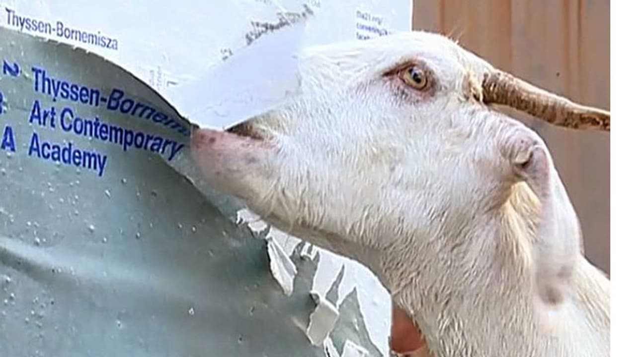 ആട് ഒരു ഭീകര ജീവി തന്നെ; വിശന്ന് വലഞ്ഞപ്പോള് അകത്താക്കിയത് 66,000 രൂപ ! ആട് ഒരു ഭീകര ജീവി തന്നെ; വിശന്ന് വലഞ്ഞപ്പോള് അകത്താക്കിയത് 66,000 രൂപ !