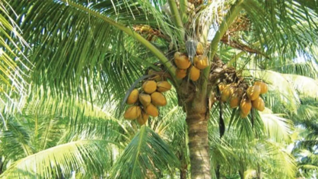 தென்னையில் குரும்பை மற்றும் இளங்காய்கள் உதிர இவைகளும் காரணமாக இருக்கலாம்... தென்னையில் குரும்பை மற்றும் இளங்காய்கள் உதிர இவைகளும் காரணமாக இருக்கலாம்...