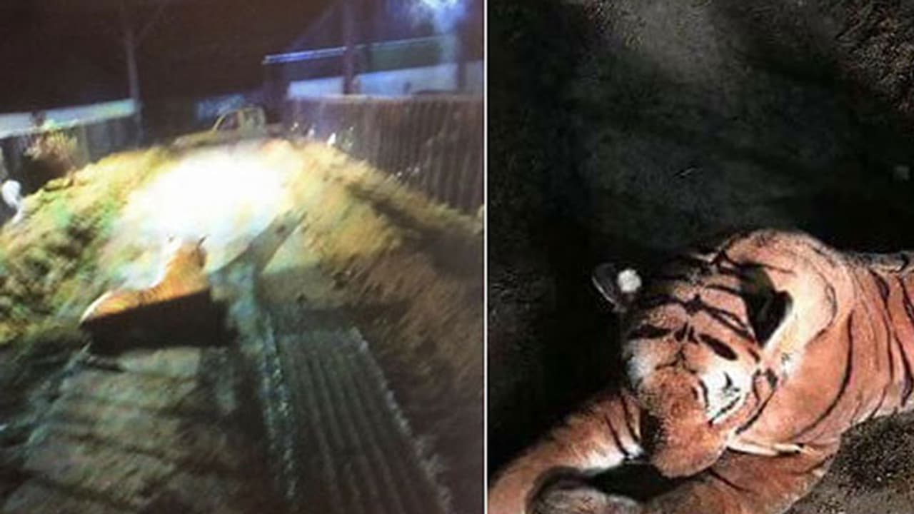 കടുവ വരുന്നേ എന്ന് കേട്ട് പോയ പൊലീസ് നാണം കെട്ടു കടുവ വരുന്നേ എന്ന് കേട്ട് പോയ പൊലീസ് നാണം കെട്ടു