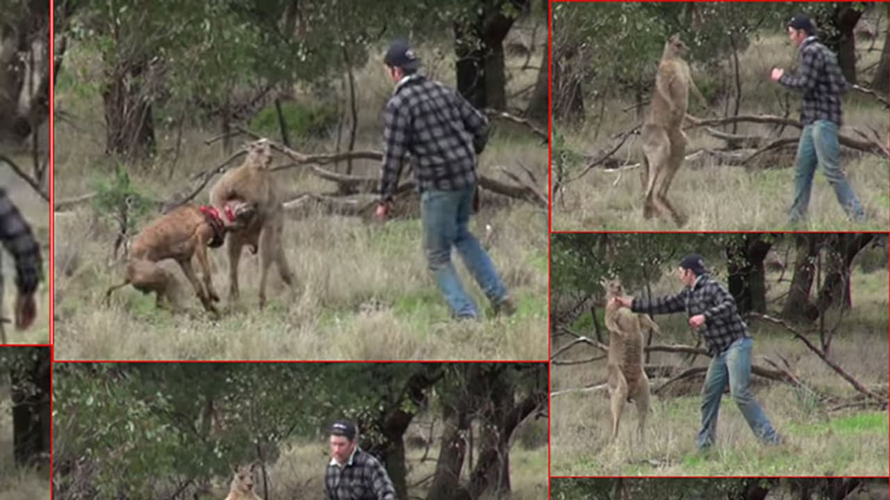 (ವಿಡಿಯೋ)ತನ್ನ ನಾಯಿಯನ್ನು ಕಾಪಾಡಲು ಕಾಂಗರೂನೊಂದಿಗೆ ಸೆಣಸಾಡಿದನೀತ!