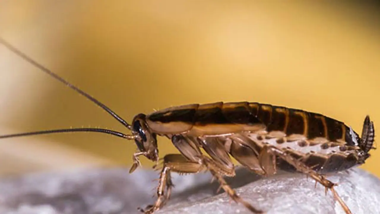 ಜಿರಲೆ ಸಾಯಿಸಲು ಹೋಗಿ ಮನೆಗೇ ಬೆಂಕಿ ಹಚ್ಚಿದ!