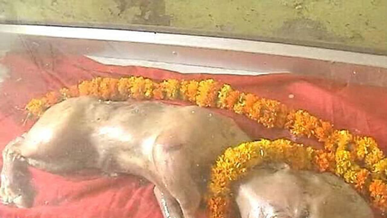 UP villagers think this calf is an avatar of Lord Vishnu. Find out why [Video]