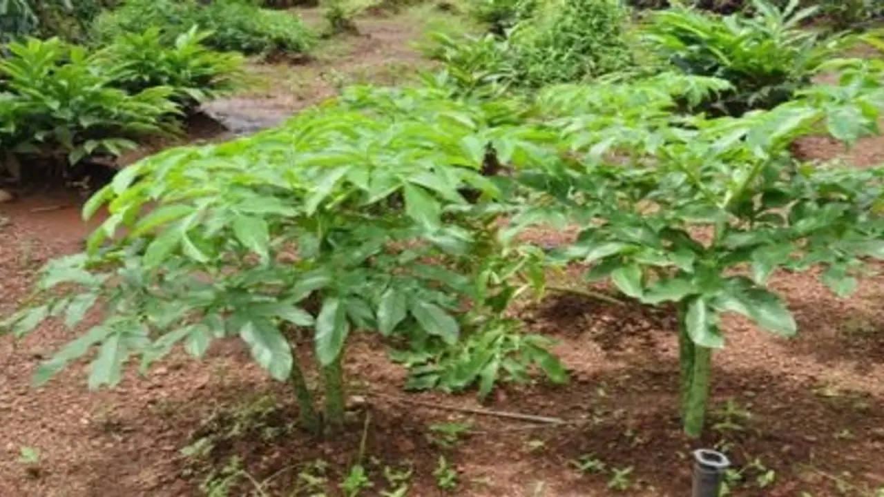 சேனை கிழங்கு சாகுபடி செய்ய சில எளிய வழிகள்; மாடித் தோட்டத்திலும் நடலாம்… சேனை கிழங்கு சாகுபடி செய்ய சில எளிய வழிகள்; மாடித் தோட்டத்திலும் நடலாம்…