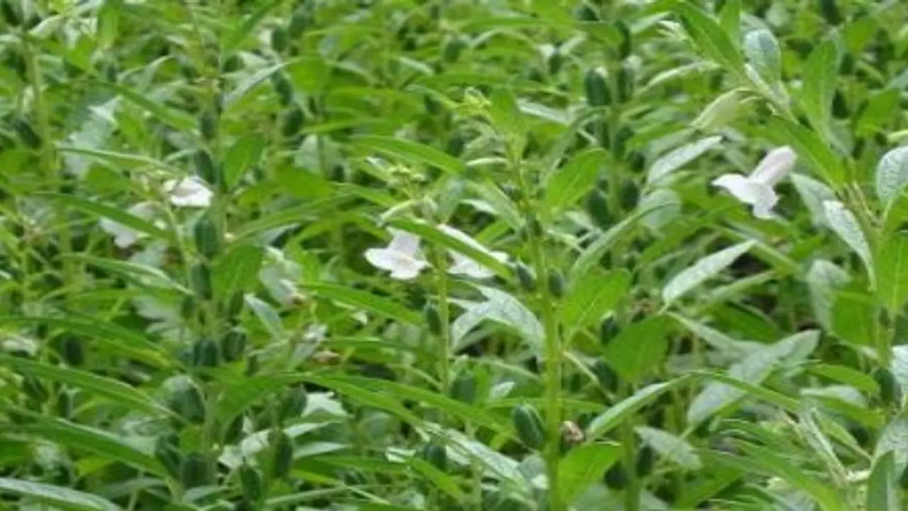 எள் சாகுபடியில் உரமும், உரமிடுதலும் எப்படி செய்யலாம்? இதோ சில டிப்ஸ்.. எள் சாகுபடியில் உரமும், உரமிடுதலும் எப்படி செய்யலாம்? இதோ சில டிப்ஸ்..