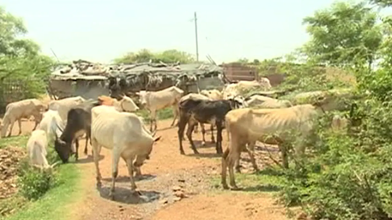 ಹಸಿದ ಗೋವುಗಳಿಗೆ ಸಿಗುತ್ತಿಲ್ಲ ಮೇವು!: ರೈತರ ವಿರುದ್ಧವೇ ದರ್ಪ ತೋರಿಸ್ತಾರಂತೆ ಅಧಿಕಾರಿಗಳು! ಹಸಿದ ಗೋವುಗಳಿಗೆ ಸಿಗುತ್ತಿಲ್ಲ ಮೇವು!: ರೈತರ ವಿರುದ್ಧವೇ ದರ್ಪ ತೋರಿಸ್ತಾರಂತೆ ಅಧಿಕಾರಿಗಳು!