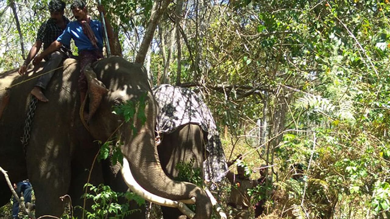 റേഡിയോ കോളര് ഘടിപ്പിച്ച കാട്ടാന വിണ്ടും കൃഷി നശിപ്പിച്ചു റേഡിയോ കോളര് ഘടിപ്പിച്ച കാട്ടാന വിണ്ടും കൃഷി നശിപ്പിച്ചു